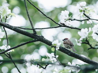 什么是“三从四德”？